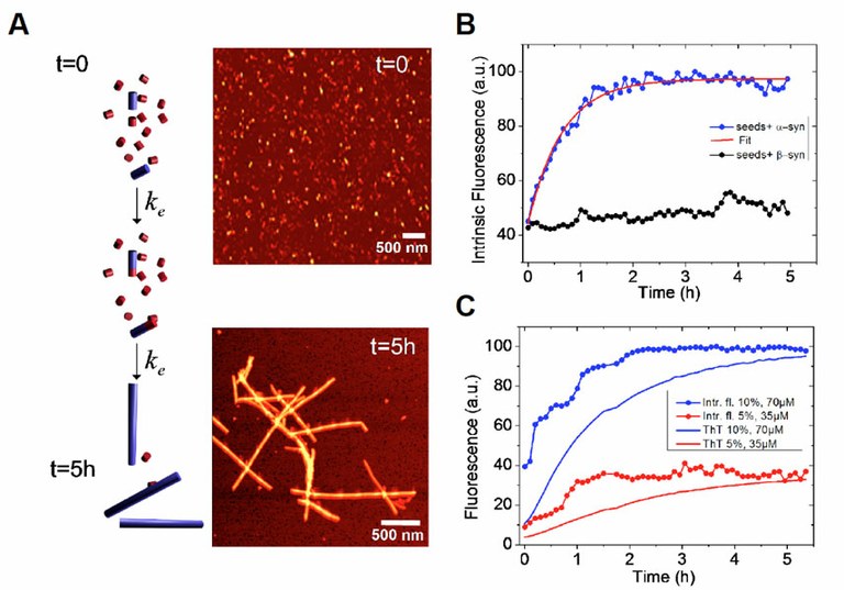 Time resolved fluoroescent microscopy used to study protein misfolding and aggregation. Both processes lie at the root of neurodegenerative diseases.