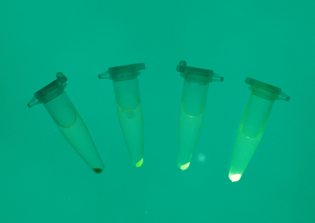 fluorescence_in_cells