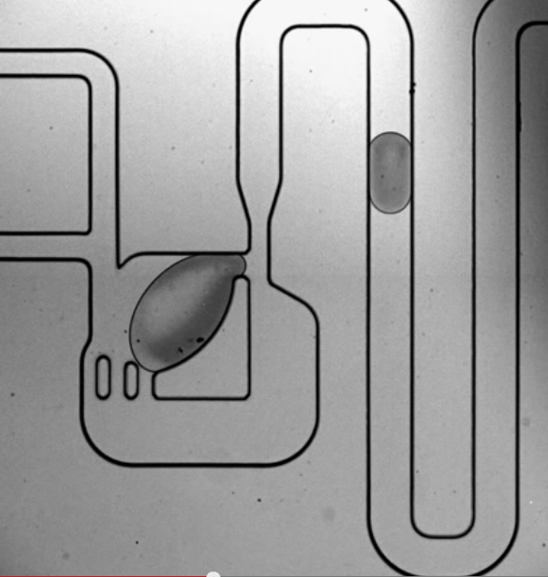 microfluidic