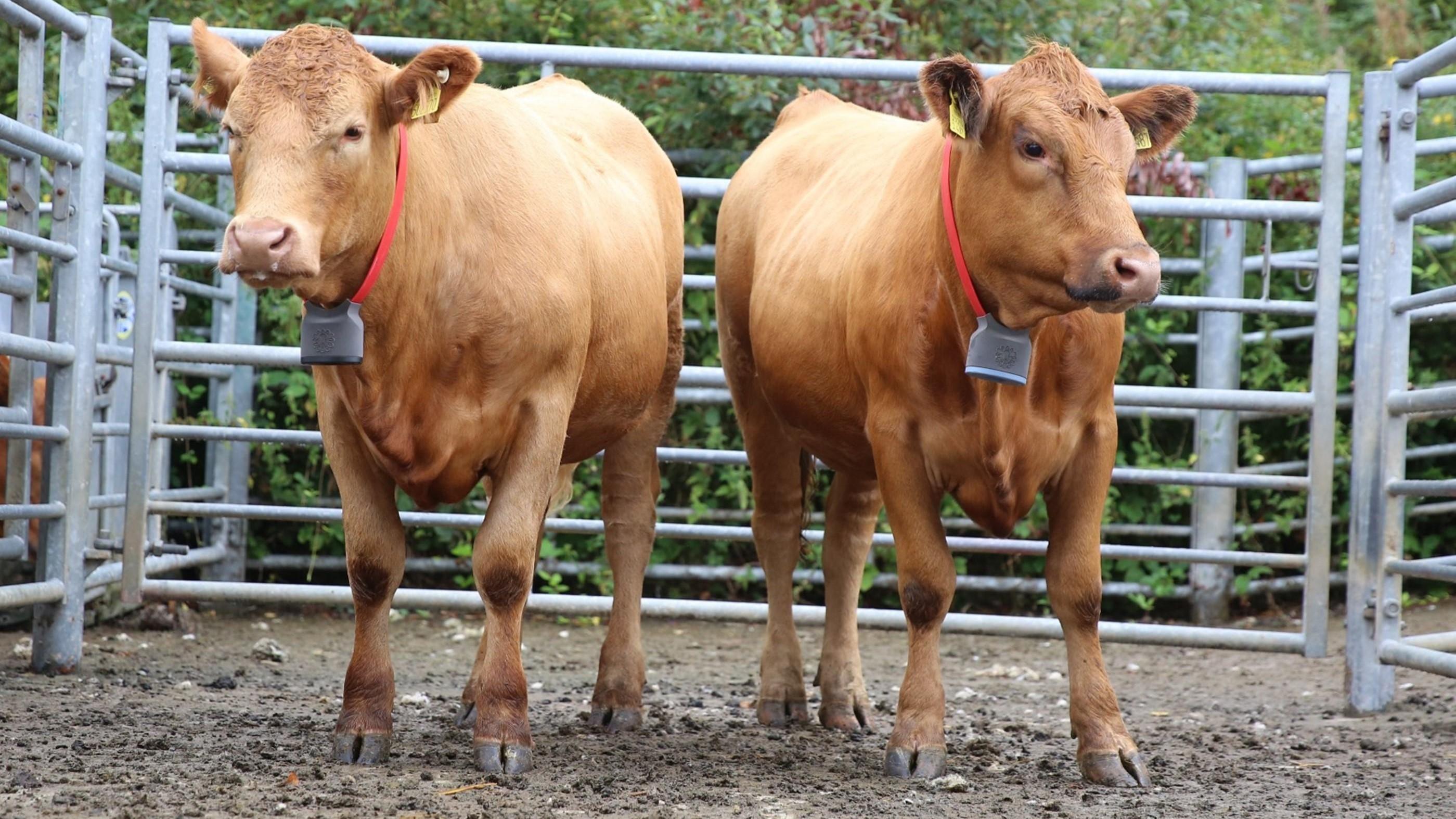 Cattle wearing the DAISY sensor